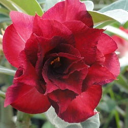  Black Rose Adenium Plant