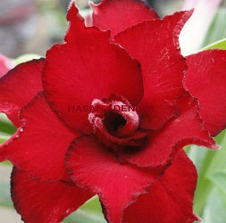  Chok Algekern Adenium Plant