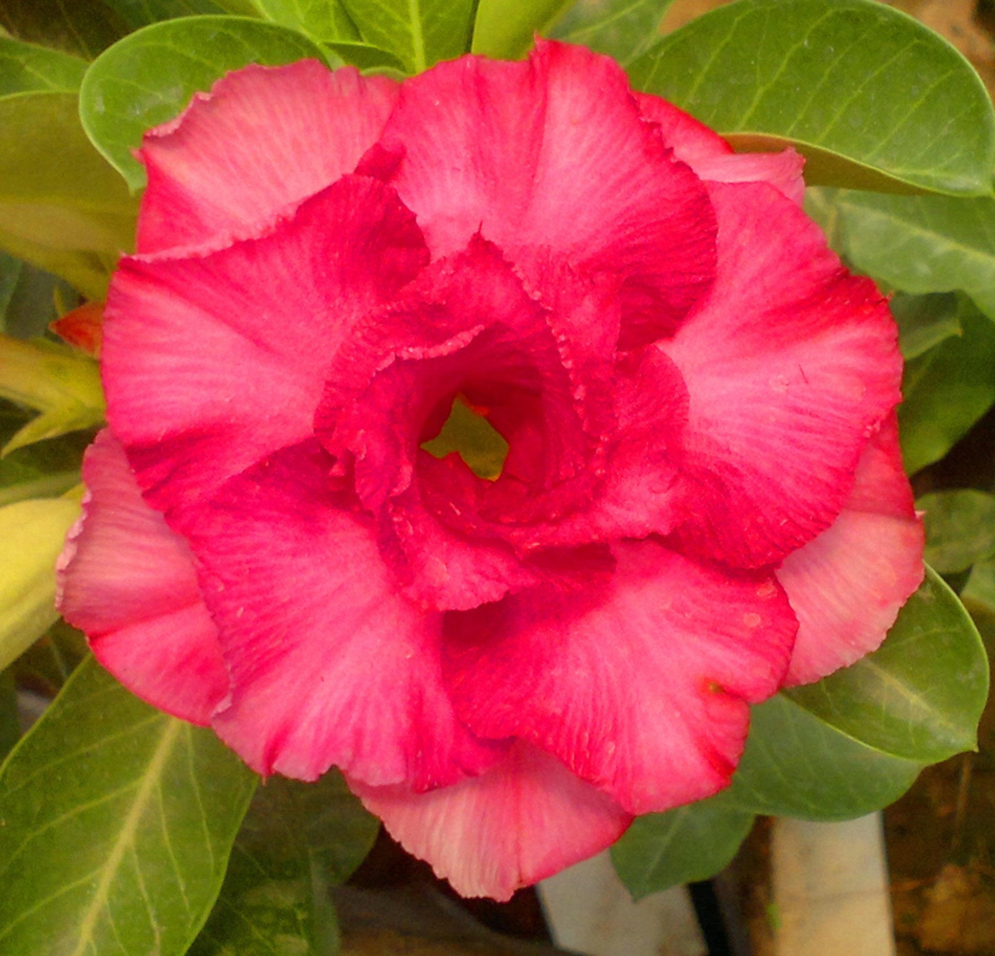  Pink Valentine Adenium Plant