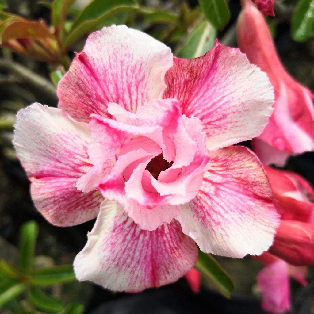  Siam Charming Adenium Plant
