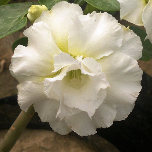  Thepthaida Adenium Plant