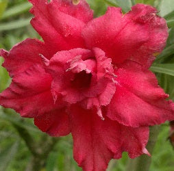  One In The Universe Adenium Plant