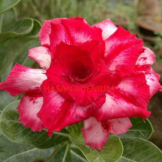  Siam Pink Camellia Adenium Plant