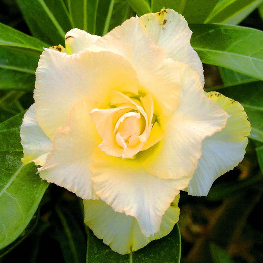  Golden Rose Adenium Plant