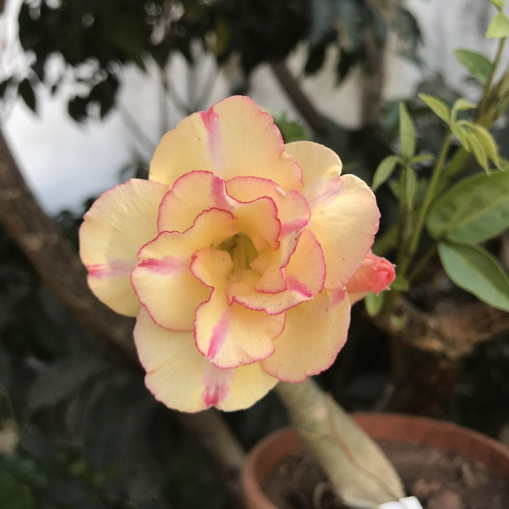  Love Bird Adenium Plant