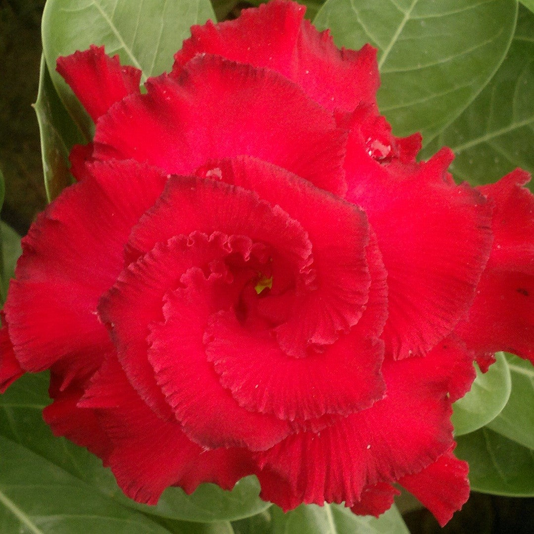  Miss Moscow Adenium Plant