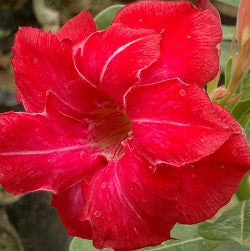  Rose Median Adenium Plant