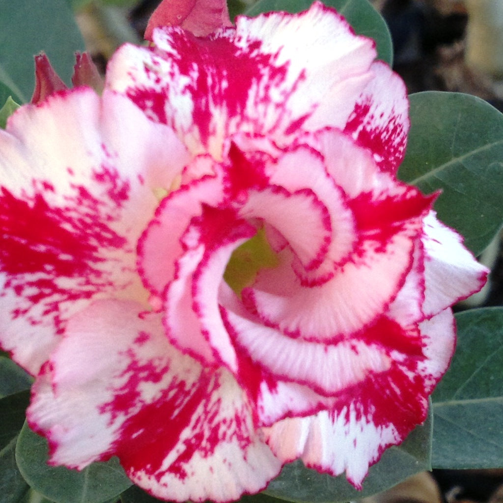  Miss Bangkok Adenium Plant