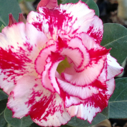  Miss Bangkok Adenium Plant
