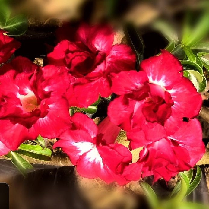  Siam Disco Adenium Plant