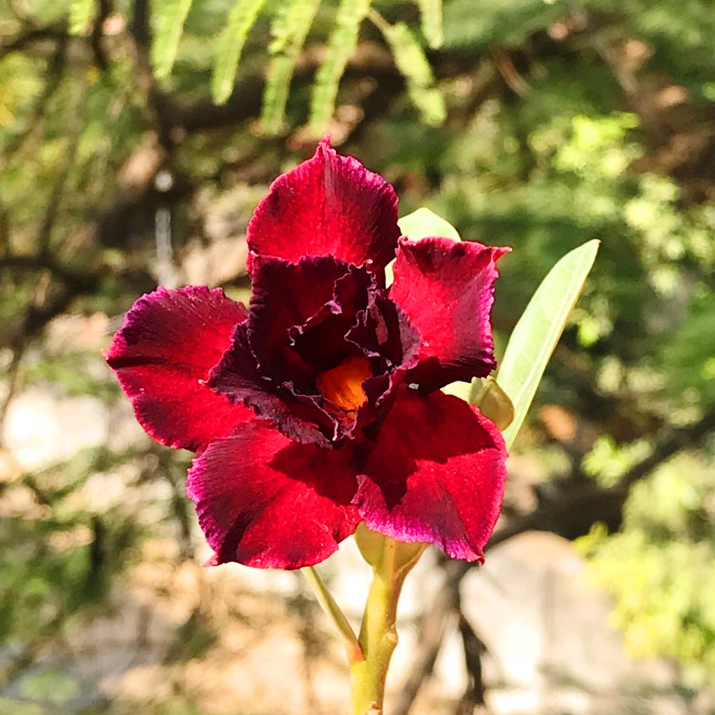  Black Swan Adenium Plant