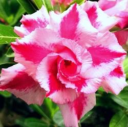  Pink Flickr Adenium Plant