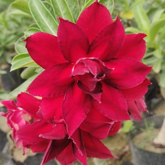  Northern Cardinal Adenium Plant