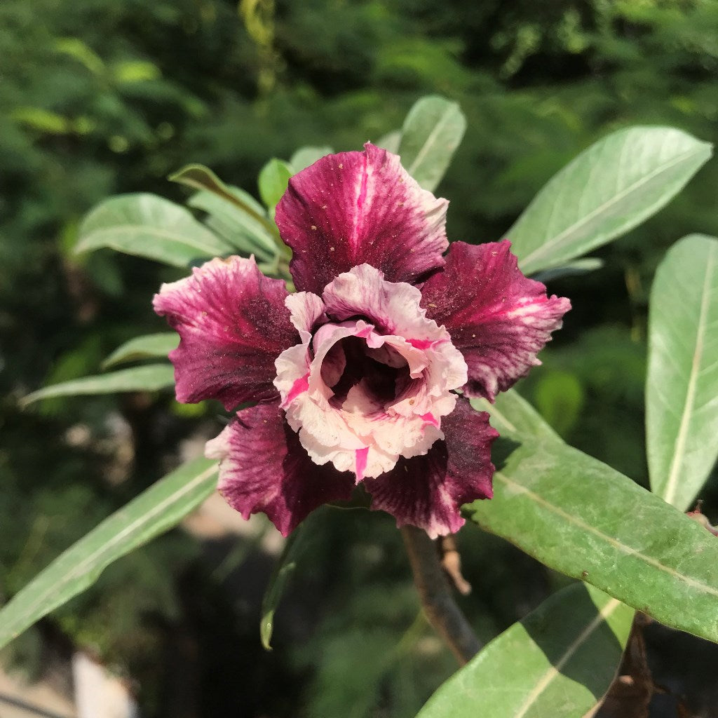  Purple Delight Adenium Plant