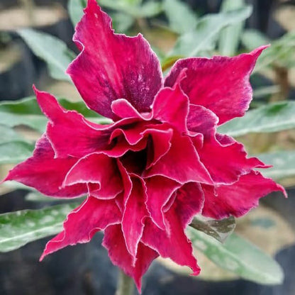  Pink Warbler Adenium Plant