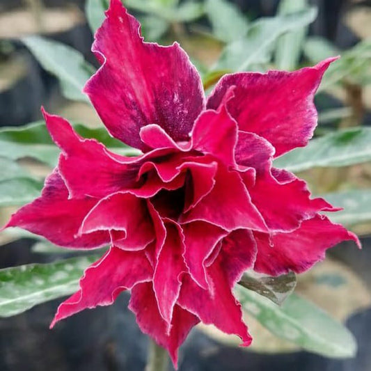 Pink Warbler Adenium Plant