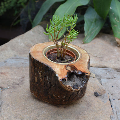  Umber Firkin Planter