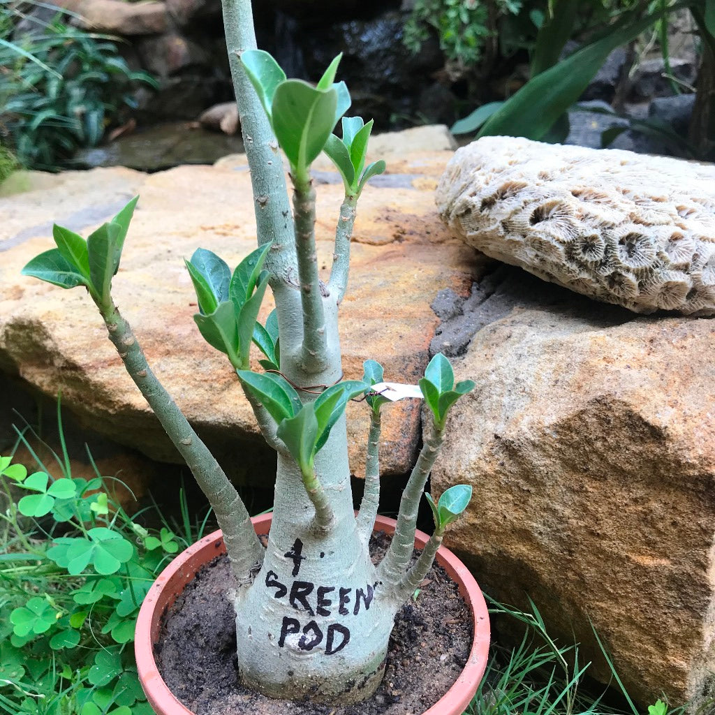  Adenium Arabicum - Green Pod Plant