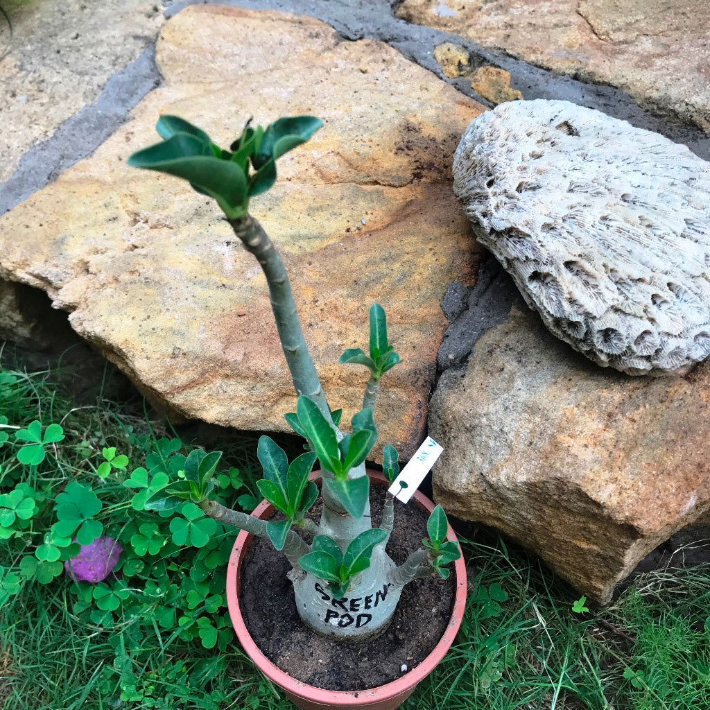  Adenium Arabicum - Green Pod Plant