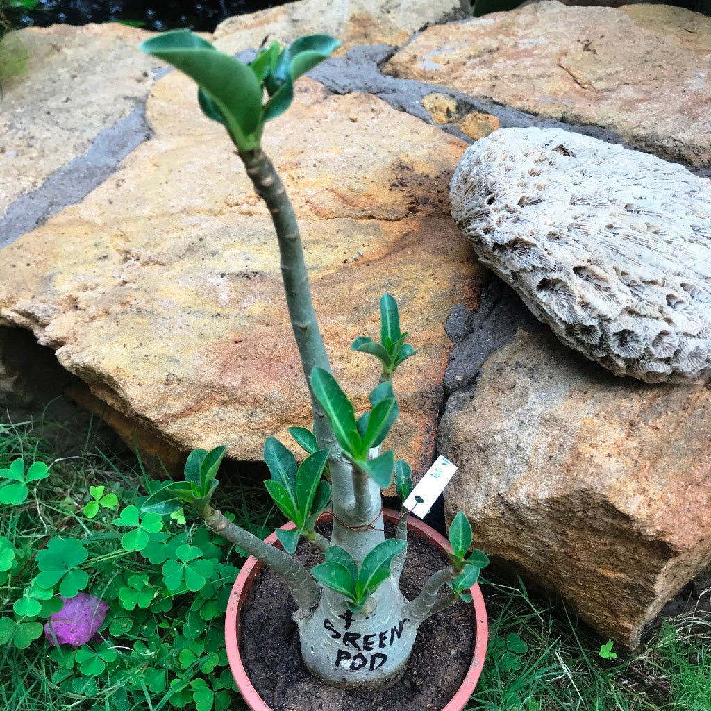  Adenium Arabicum - Green Pod Plant