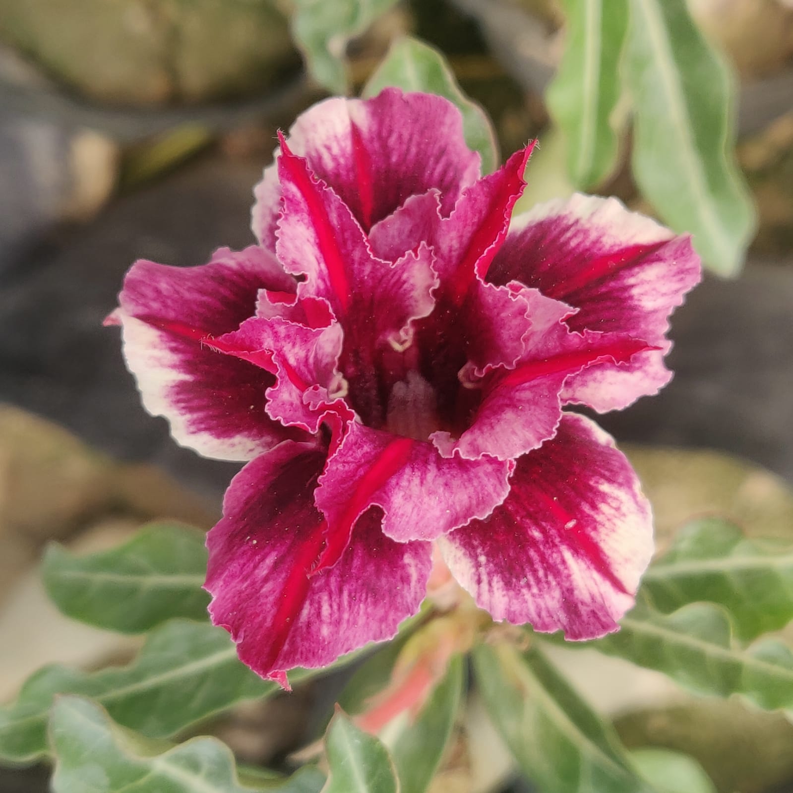  Black Jack Adenium Plant