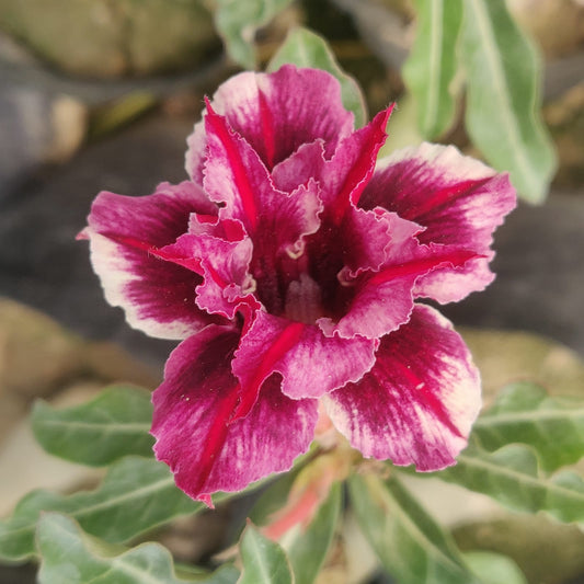  Black Jack Adenium Plant