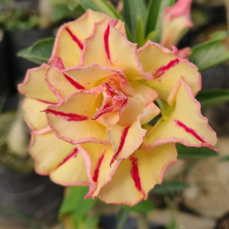  Tropical Love Adenium Plant
