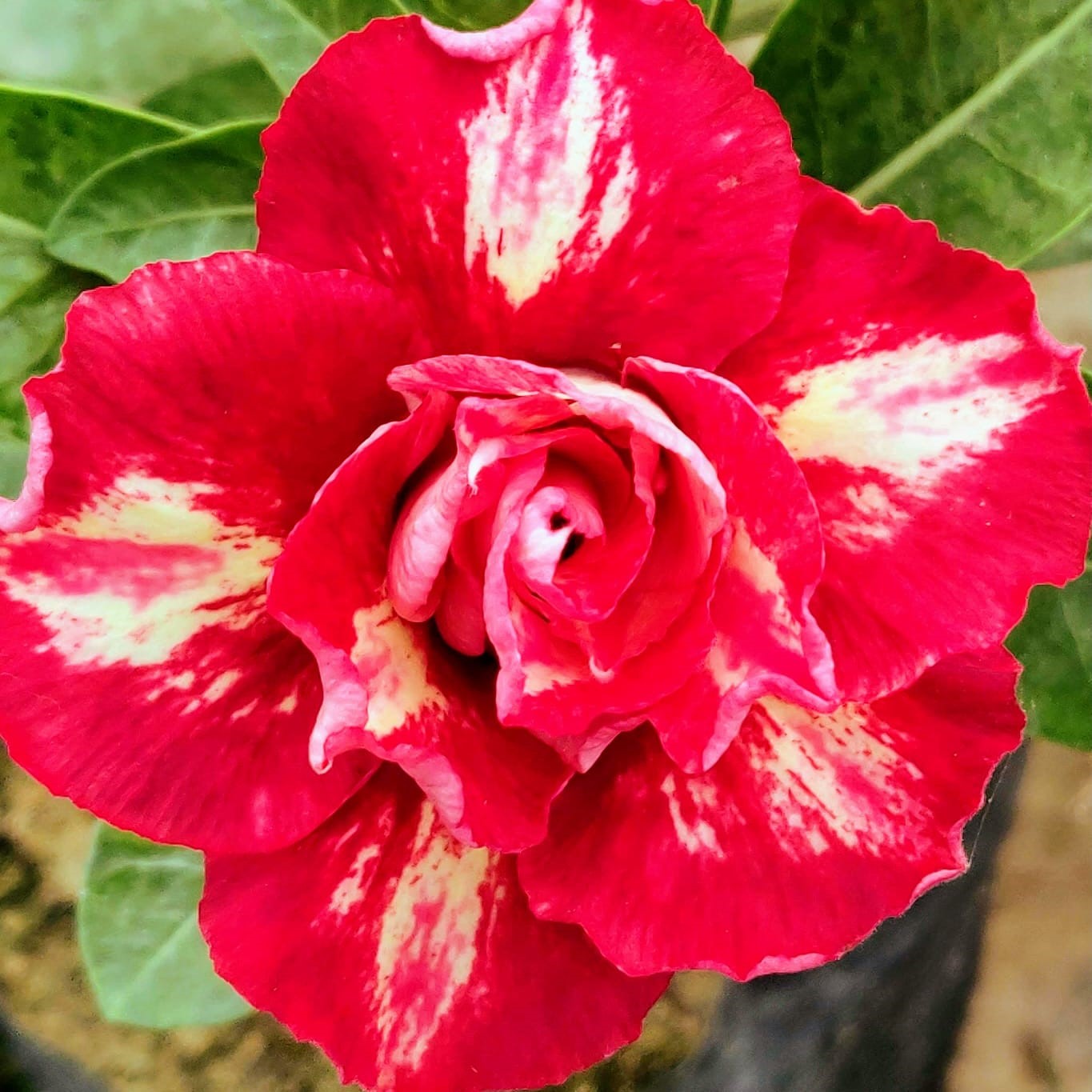  Fire Prietess Adenium Plant