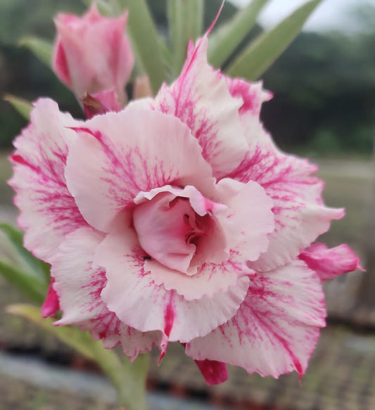  Country Rose Adenium Plant