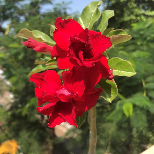  Cosmic Swirl Adenium Plant