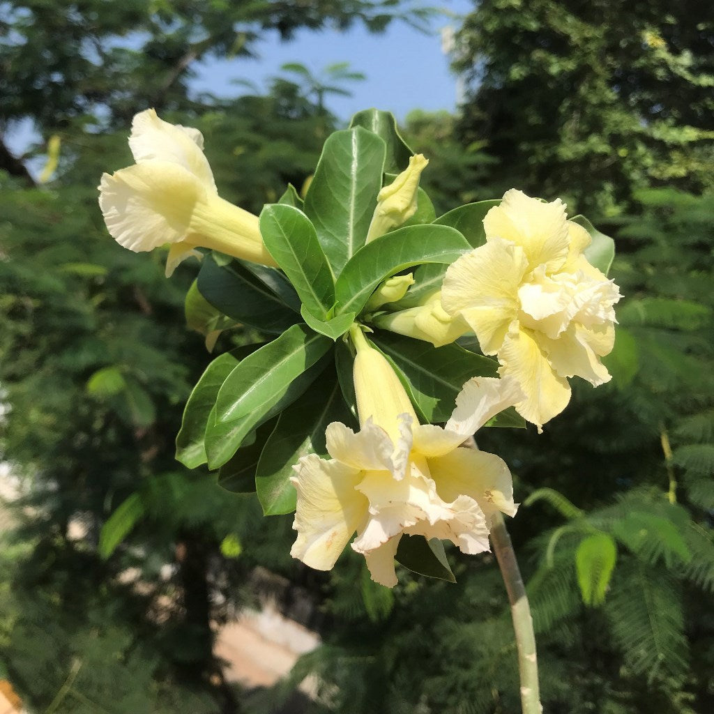  Majestic Volcano Adenium Plant