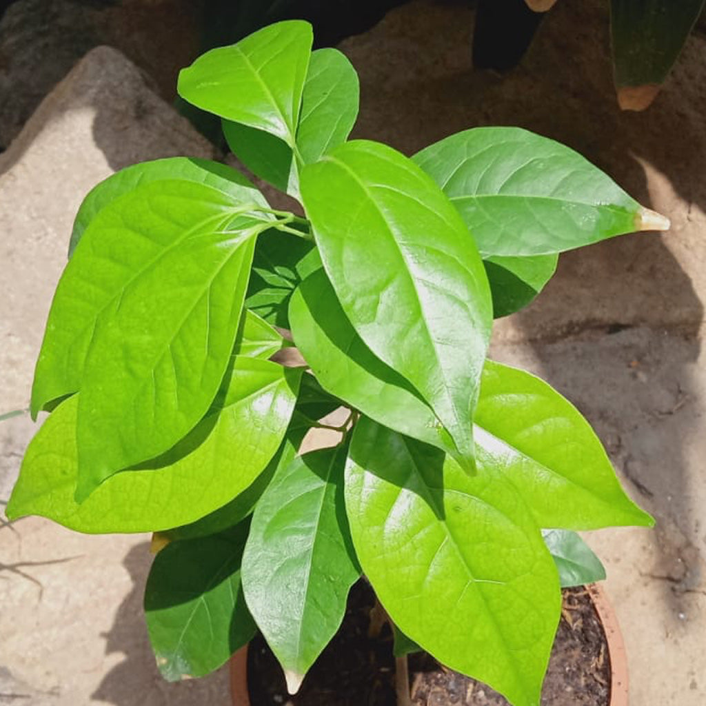  Garlic Vine Plant