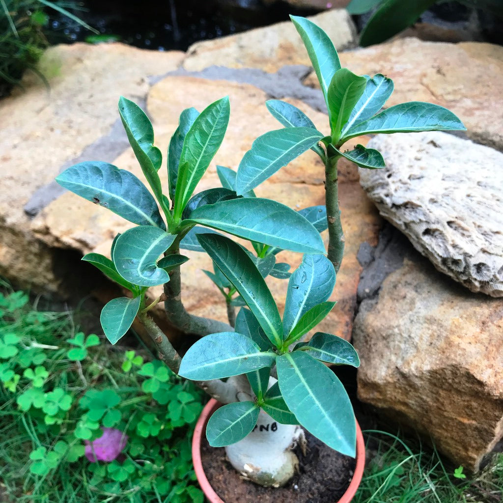  Adenium Arabicum - PNB Plant