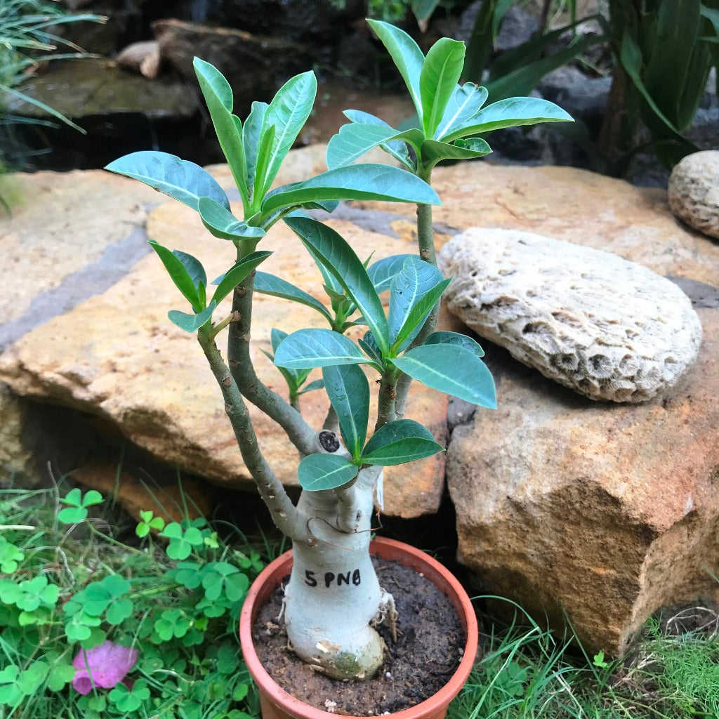  Adenium Arabicum - PNB Plant