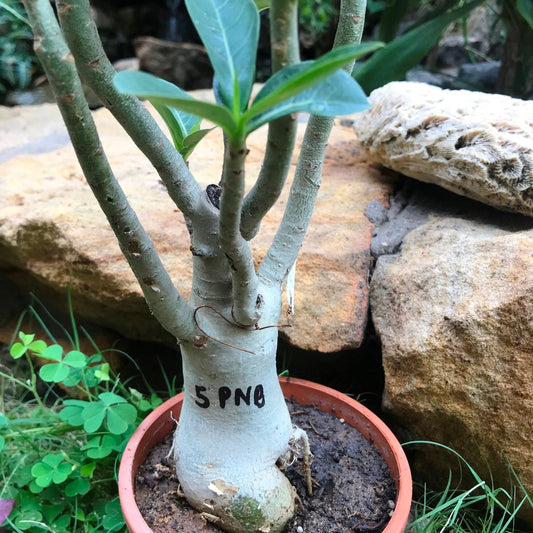  Adenium Arabicum - PNB Plant