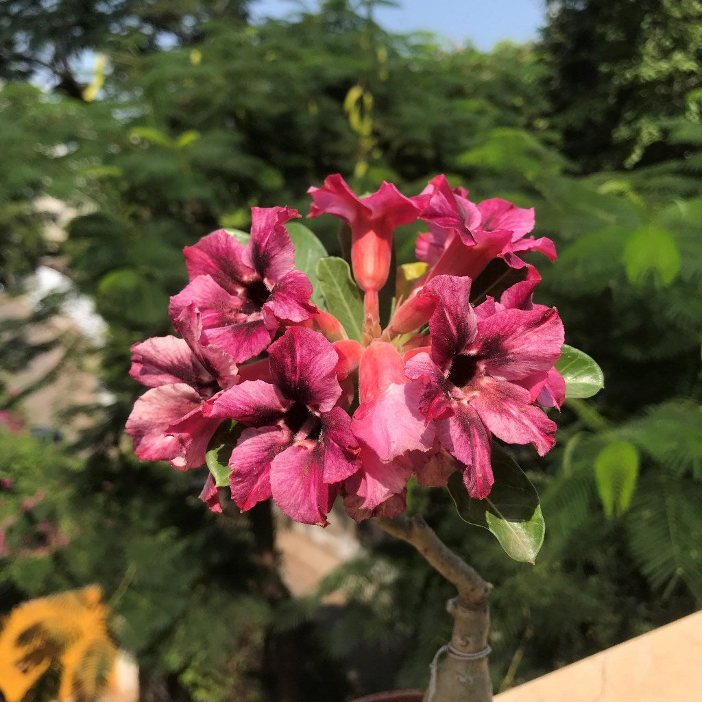  Purple Pentagon Adenium Plant