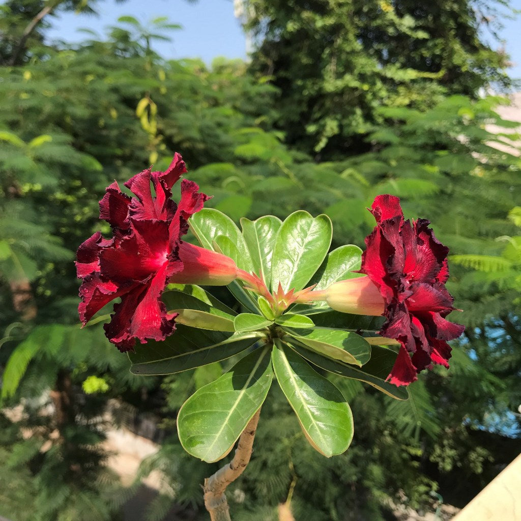  Crimson Crimple Adenium Plant