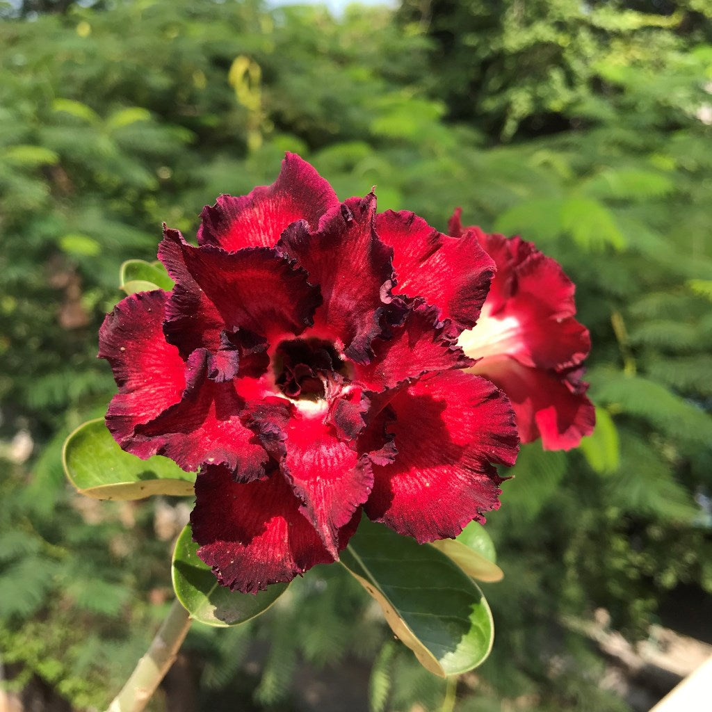  Crimson Crimple Adenium Plant