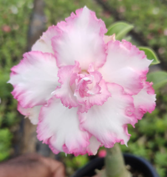  Phloi Plakai Adenium Plant