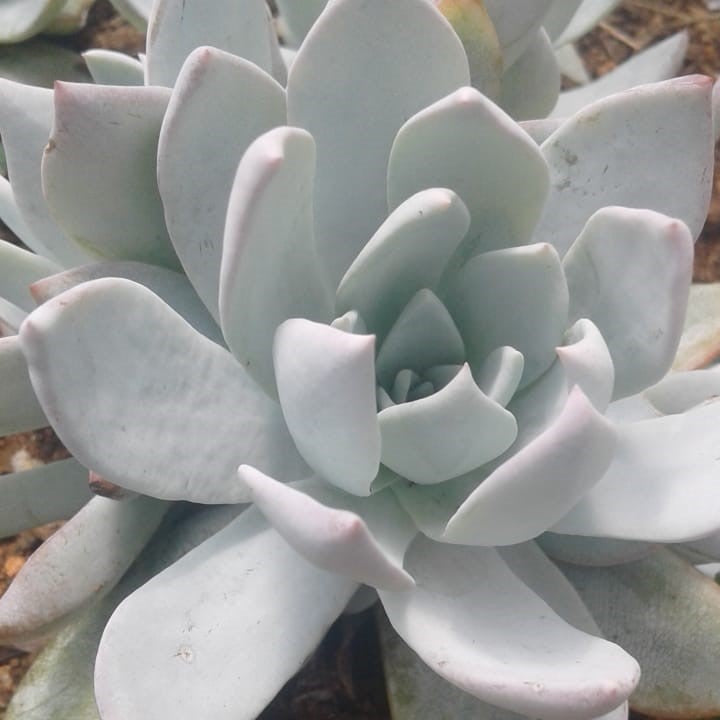  Echeveria Arctic Ice Succulent Plant
