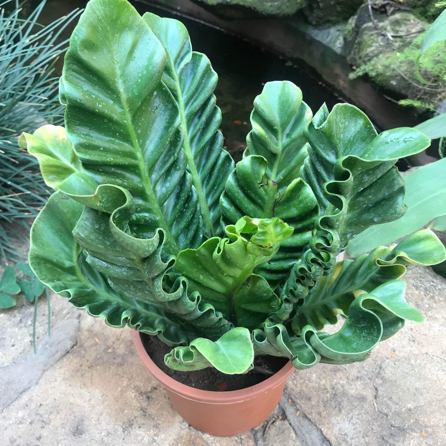  Asplenium Nidus Cobra Fern Plant