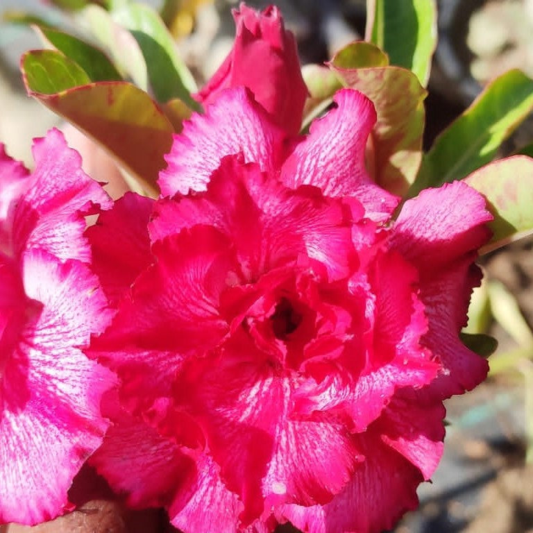  Double Harry Adenium Plant