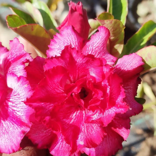  Double Harry Adenium Plant
