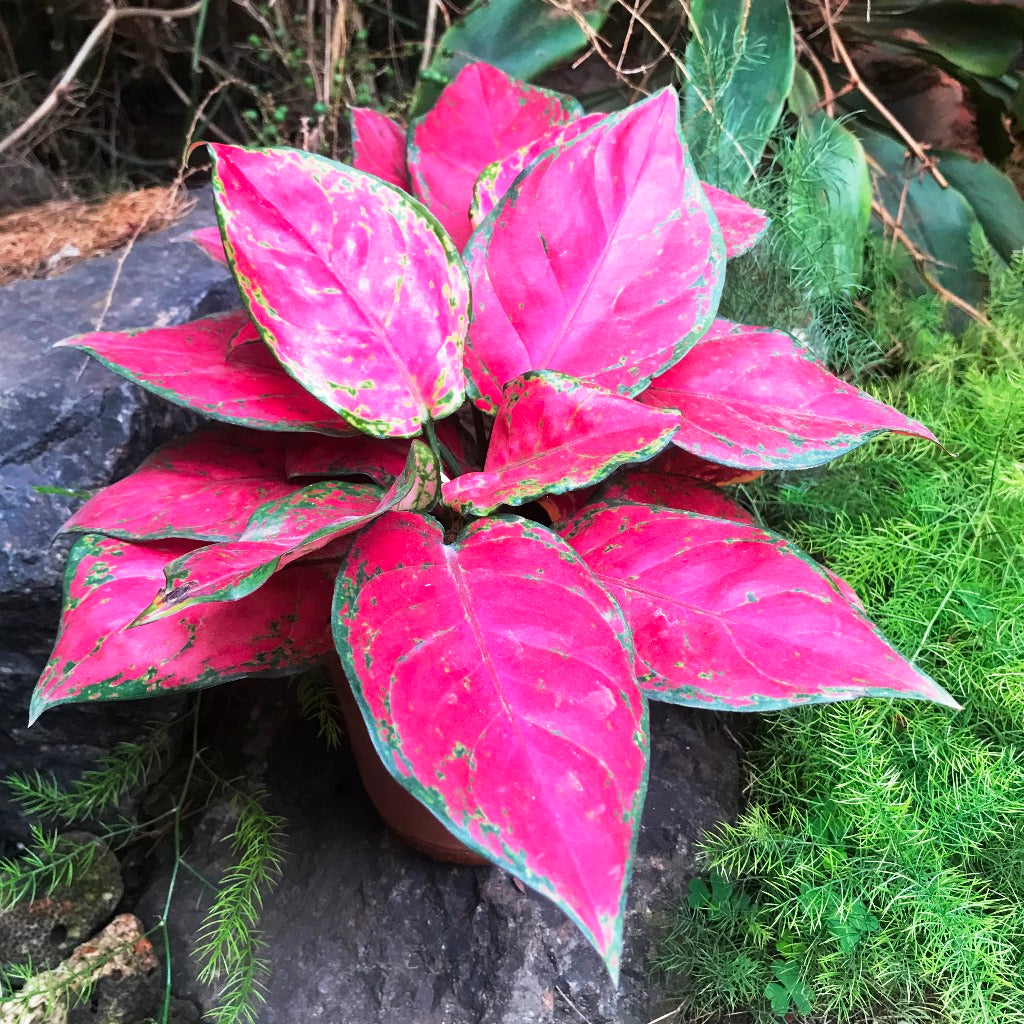  Aglaonema Red Elephant Plant