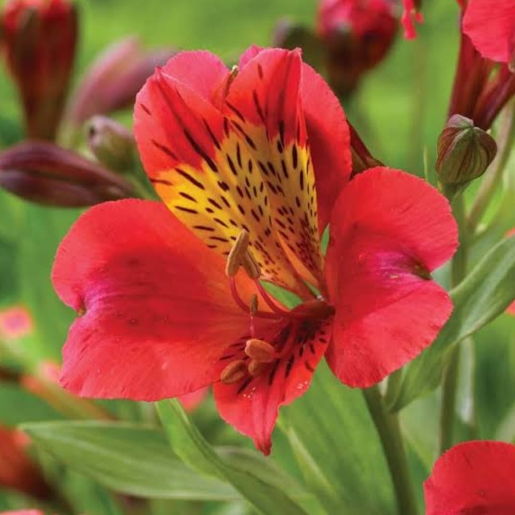  Alastroemeria (Mixed Bulbs)