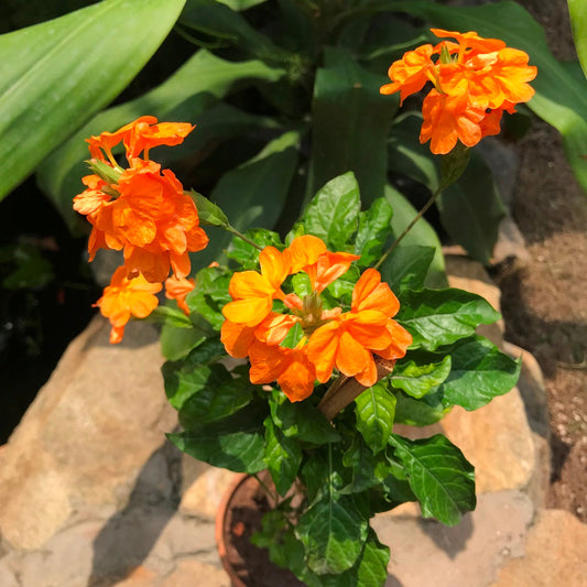 Aboli Arka Ambara Plant