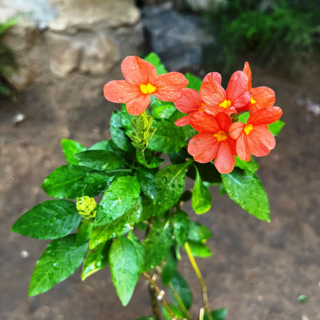  Aboli Arka Ambara Plant