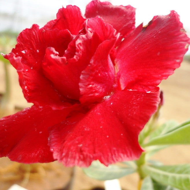  A.C.Milan Adenium Plant