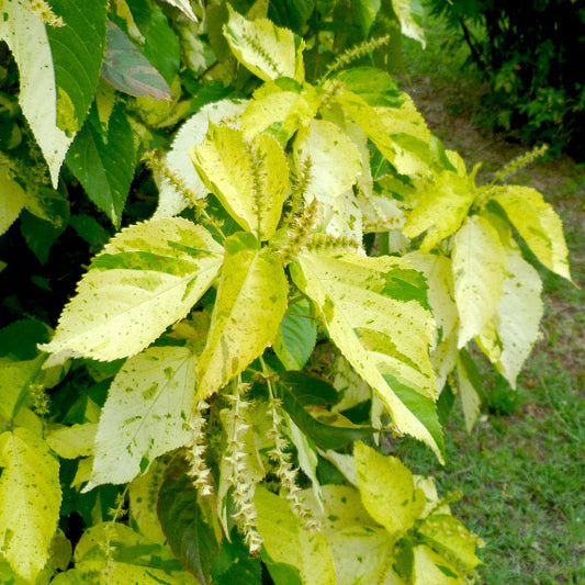  Acalypha Wilkesiana Java White Plant