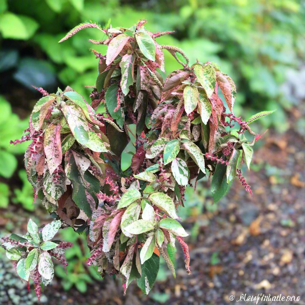  Acalypha Wilkesiana Beyond Paradise Plant